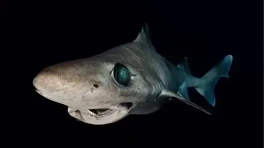 Maldives Opens Gulper Shark Fishery After 14-Year Ban