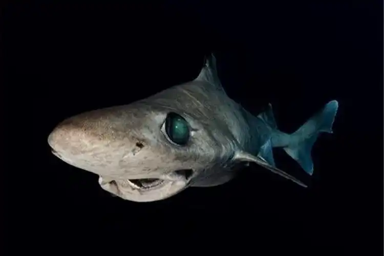 Maldives Opens Gulper Shark Fishery After 14-Year Ban