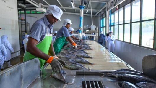 MIFCO Begins Buying Large Skipjack