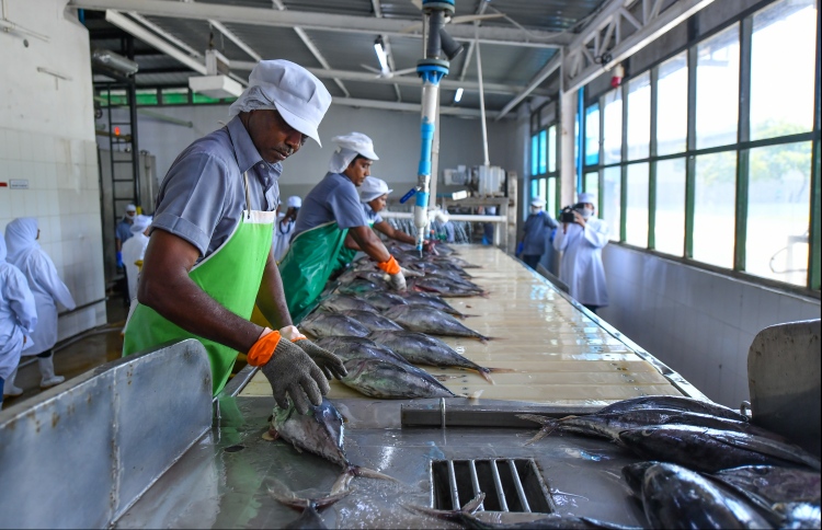 MIFCO Begins Buying Large Skipjack