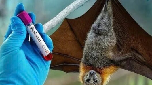 HPA Raises Alert Following Nipah Detection in India