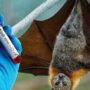 HPA Raises Alert Following Nipah Detection in India
