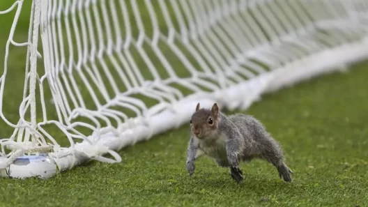 Pitch Invader Has Stolen the Show