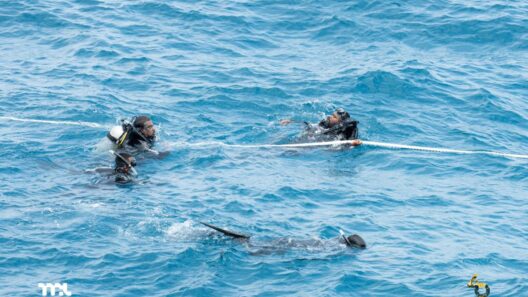 MPL Repairs Mooring Boat In-House